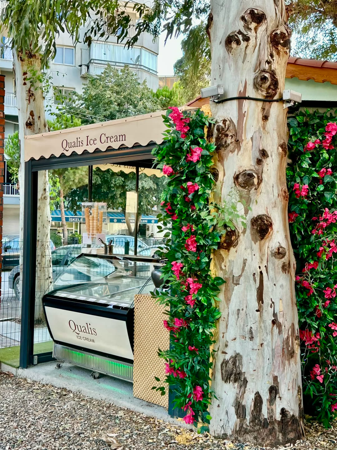 Bahçedeki Qualis Ice Cream standı; begonviller ve okaliptus ağacı